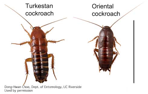 Comparison of nymphs of the Turkestan cockroach, <i>Blatta lateralis</i>, and the oriental cockroach, <i>Blatta orientalis</i>. Note the reddish legs and thorax on the Turkestan cockroach.