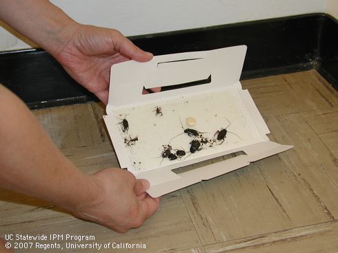 Dead cockroaches caught on a sticky trap.