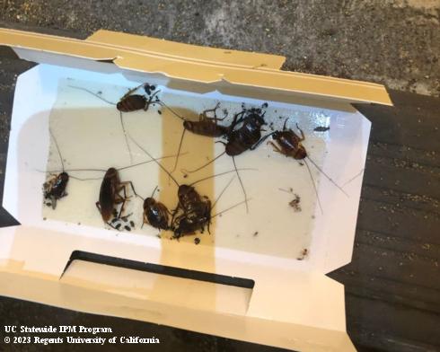 Folded paper sticky trap with several large cockroaches stuck to it.