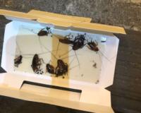 Folded paper sticky trap with several large cockroaches stuck to it.