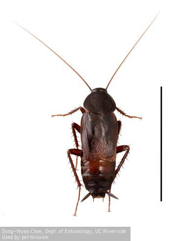 Adult male oriental cockroach, <i>Blatta orientalis</i>.