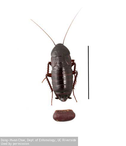 Adult female oriental cockroach, <i>Blatta orientalis</i>, with egg case.