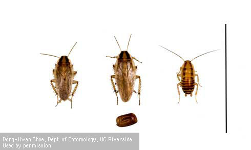 Field cockroach, <i>Blattella vaga</i>. From left to right: adult male, adult female, nymph. Ootheca (egg case) below.