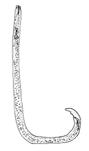 Adult pinewood nematode, <i>Bursaphelenchus xylophilus</i>, illustration.