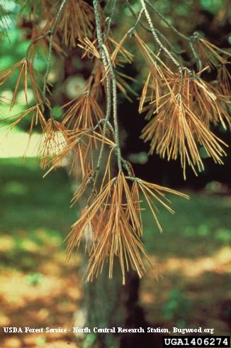 Brown pine needles on a dead branch infected with pine wilt nematodes, <i>Bursaphelenchus xylophilus</i>.