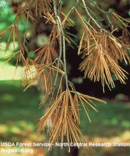 Shoots of an exotic pine killed by pine wilt nematode. Other maladies can cause this same damage.