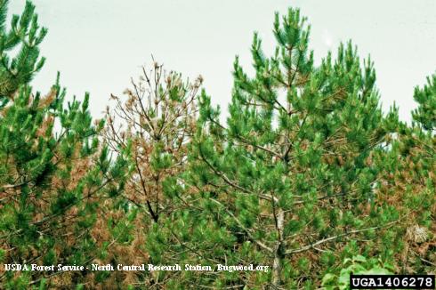 Dieback of pine shoots infected with pine wilt nematodes, <i>Bursaphelenchus xylophilus</i>.