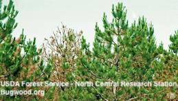 Exotic pines dying from infection with pine wilt nematode.