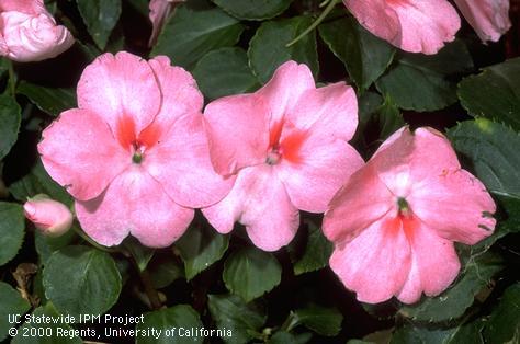 Leaves and pink blossoms of impatiens.