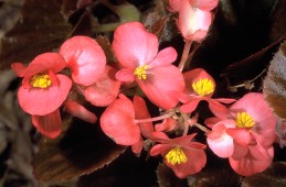 Blossoms of begonia