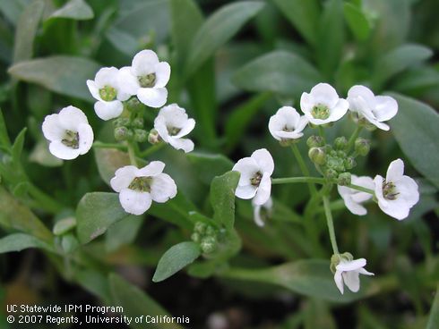 White flowers of sweet alyssum, <I>Lobularia maritima</I>.  