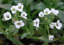 White blossoms of sweet alyssum