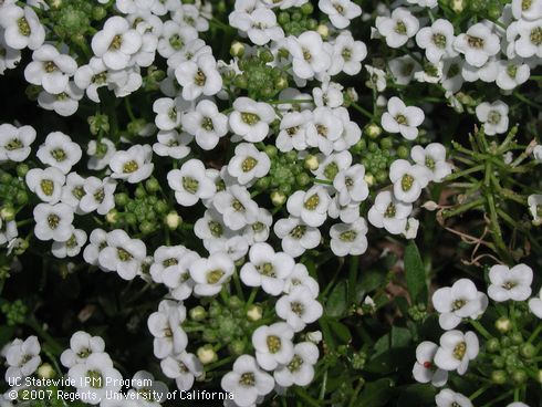 White flowers of sweet alyssum, <I>Lobularia maritima</I>.  