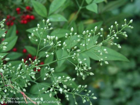 Flower buds, leaves, and berries of umpqua warrior heavenly bamboo, <I>Nandina domestica</I> 'Umpqua Warrior'.