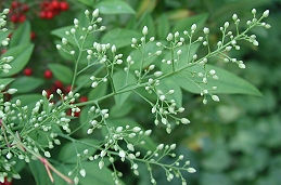 Flowers of nandina