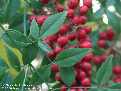 Leaves and berries of umpqua warrior heavenly bamboo, <I>Nandina domestica</I> 'Umpqua Warrior'.