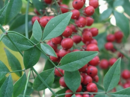 Berries and foliage of nandina