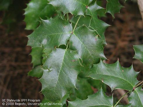 Leaves of California holly grape, <I>Berberis pinnata</I>.