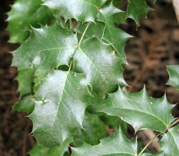 Foliage of California holly grape