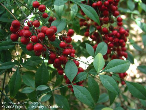 Red berries and leaves of umpqua warrior heavenly bamboo, <I>Nandina domestica</I> 'Umpqua Warrior'.