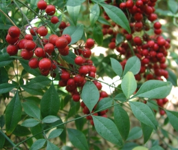 Foliage and berries of nandina