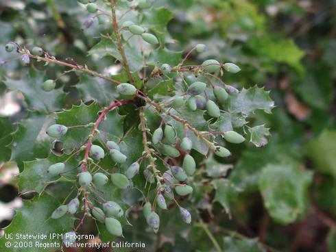 New fruit and leaves of California holly grape, <I>Berberis pinnata</I>.