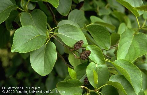 Alder foliage and cones.