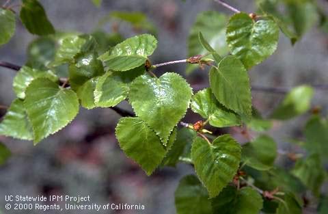 Japanese white birch leaves.