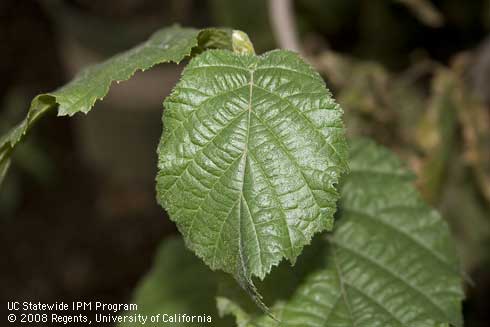 Foliage of Harry Lauder's Walking Stick (Contorted Filbert), <I>Corylus avellana</I> 'Contorta.'.