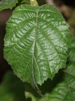 Leaf of Contorted filberr