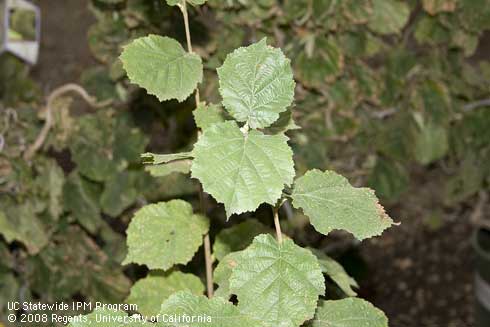 Foliage of Harry Lauder's Walking Stick (Contorted Filbert), <I>Corylus avellana</I> 'Contorta.'.