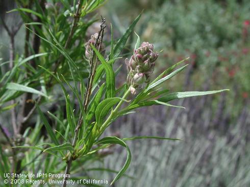 Flowers of Lois Adams desert willow, <I>Chilopsis linearis</I> 'Lois Adams'.