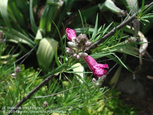 Flowers of Lois Adams desert willow, <I>Chilopsis linearis</I> 'Lois Adams'.