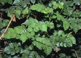 New growth of cape honeysuckle