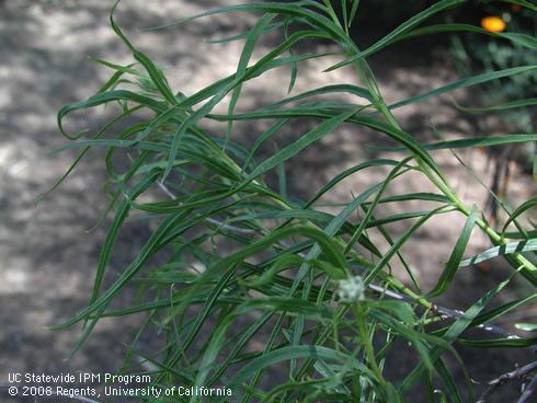 Foliage of desert willow, <I>Chilopsis linearis</I> subsp. <I>aucuata</I>.