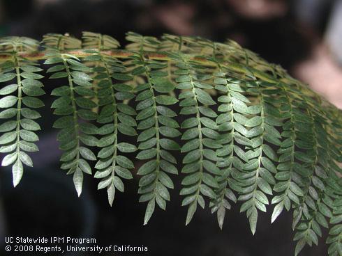 Foliage of jacaranda, <I>Jacaranda mimosifolia</I>.