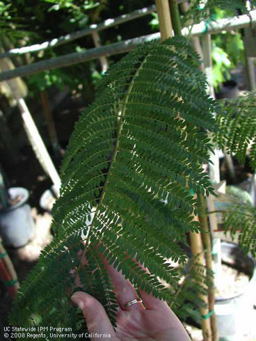 Foliage of jacaranda, <I>Jacaranda mimosifolia</I>.