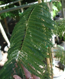 Foliage of jacaranda