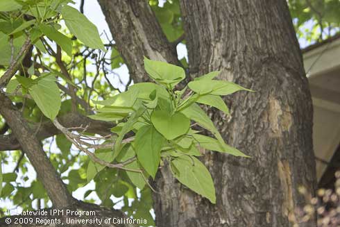 Leaves of catalpa, <I>Catalpa speciosa</I>.