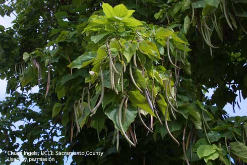 Fruit pods and foliage of catalpa, <i>Catalpa speciosa.</i>.