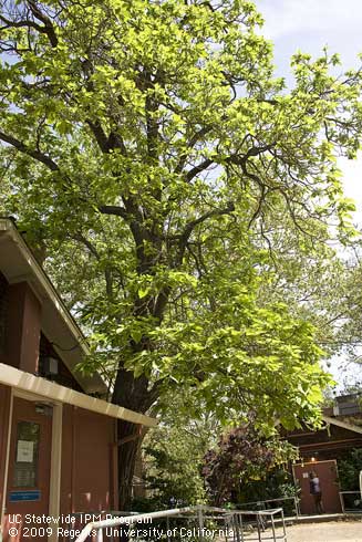 Catalpa, <I>Catalpa speciosa</I>.