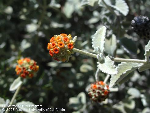 Flowers and leaves of woolly butterfly bush, <I>Buddleja marrubifolia</I>.