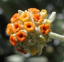 Clusters of orange flowers