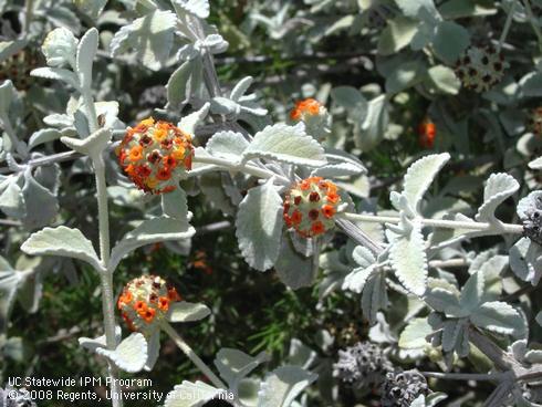 Flowers and leaves of woolly butterfly bush, <I>Buddleja marrubifolia</I>.