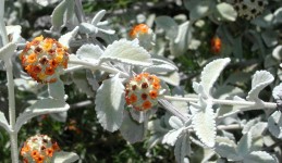 Foliage and flowers of Buddleja