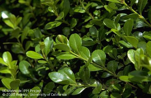 Buxus foliage.