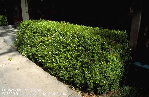 A mature, pruned buxus plant.