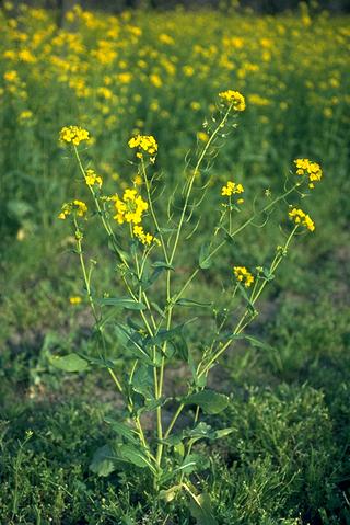 Mature plant of birdsrape mustard, wild turnip, yellow mustard.