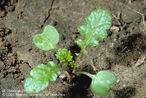 Seedling of birdsrape mustard, wild turnip, yellow mustard.