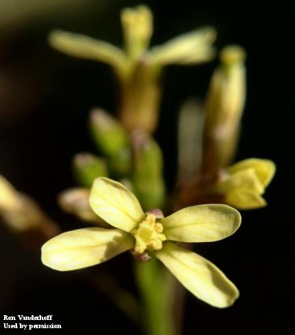 Close up of Sahara mustard flower. The flowers of Sahara mustard tend to be paler yellow than other yellow-flowered mustard species in California. 